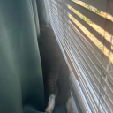 isurheartstillbeating avatar