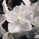 iswinterflower avatar