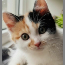 italianwhore1 avatar