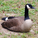 itallbecameablr avatar