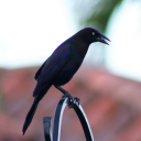 itcouldbebees avatar