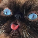 itrieditdidntwork avatar