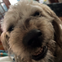 its-a-different-kindof-danger avatar