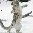 its-its-the-ballroom-blitz avatar