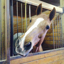 itsbecauseiridehorses avatar