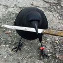 itsfrthebirds avatar