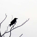 itsjustfeathers avatar