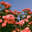 itsjustmeokayy avatar