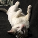 itsmeliitxell avatar