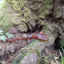 itsmygarbagepail avatar