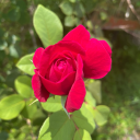 itspeaches-and-cream avatar