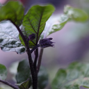 itspigweeding avatar