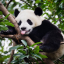 itsrainingpandas avatar