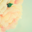 itswingedavenue avatar