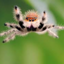 itsy-bitsy-salticidae avatar