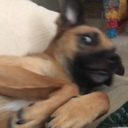 itsyaboidogwithablog avatar