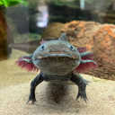 itsybitsyitztli avatar