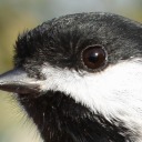 ittybittychickadee avatar