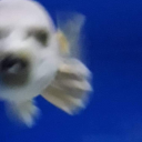 ittybittyfanblog avatar