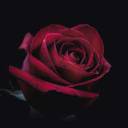 ittybittyhogan avatar