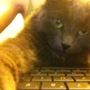 ittybittyrussiankitty avatar