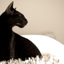 ittybittywonders avatar