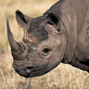 iucnredlist-blog avatar