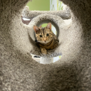 ivegrownintoatallchild avatar