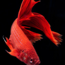 iveseenbettadays avatar