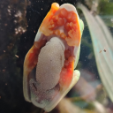 ivettebgonzalez avatar