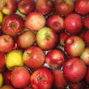 ivory-schmivory avatar