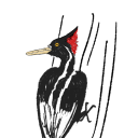 ivorybilledwoodpeckerresource avatar