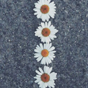 ivy-aster-blog avatar