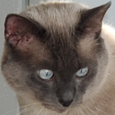 ivy-creeping-ivy avatar