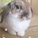 ivy-the-bunny avatar