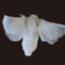 ivy1pool-blog avatar