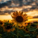 ivyprickedthorns avatar