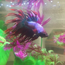 iwannagetbetta avatar