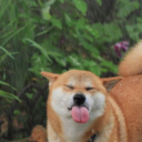 iwasadoginmypastlife avatar