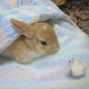 iwilldiedelighted avatar