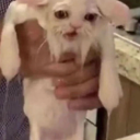 iwillgetbetteripromise avatar