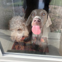 iwishiwashylian avatar