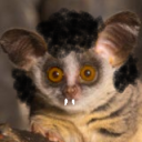 iwtv-az-hours avatar