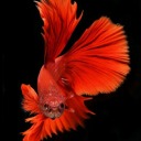 iyiyi-tanimla avatar