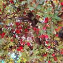 izmirliporn35 avatar