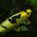 izzy-the-fish-girl avatar