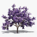 jacaranda-bloom avatar