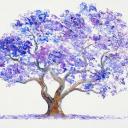 jacarandadreams avatar