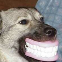 jack-jo-lantern avatar