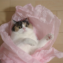 jackalope-aesthetic avatar